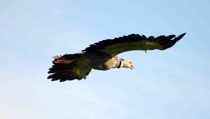 Southern Screamer